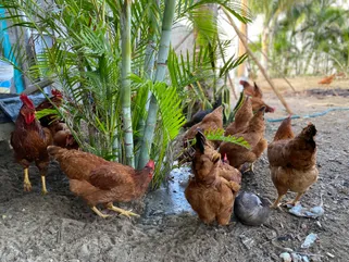 Gallinas libres entre las palmas de la granja