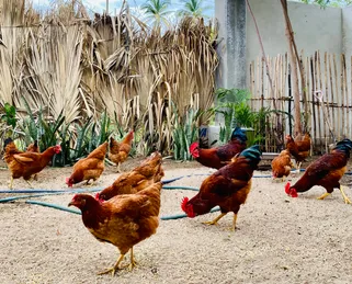 Gallinas libres en La Granja del Mar