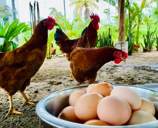 Gallinas libres con un tazon de huevos en La Granja del Mar