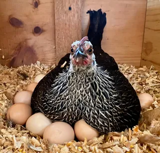 Gallina echada sobre sus huevos